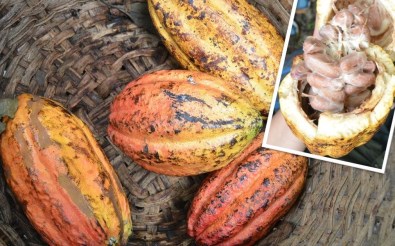 cacao-bonen-rijp-e1546777431339.jpg