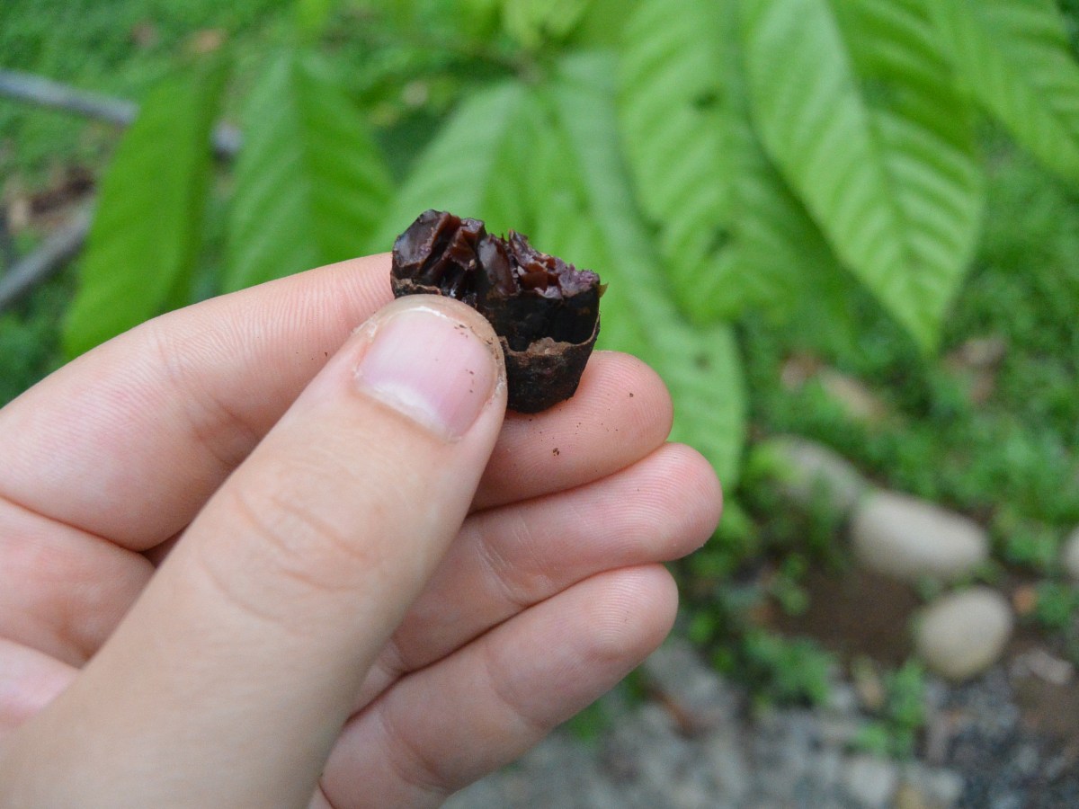 Making drinking chocolate like the Aztecs&nbsp;(xocoatl)